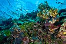 Coral Reef #1